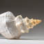 Genuine Horse Conch Shell (2 Lbs)