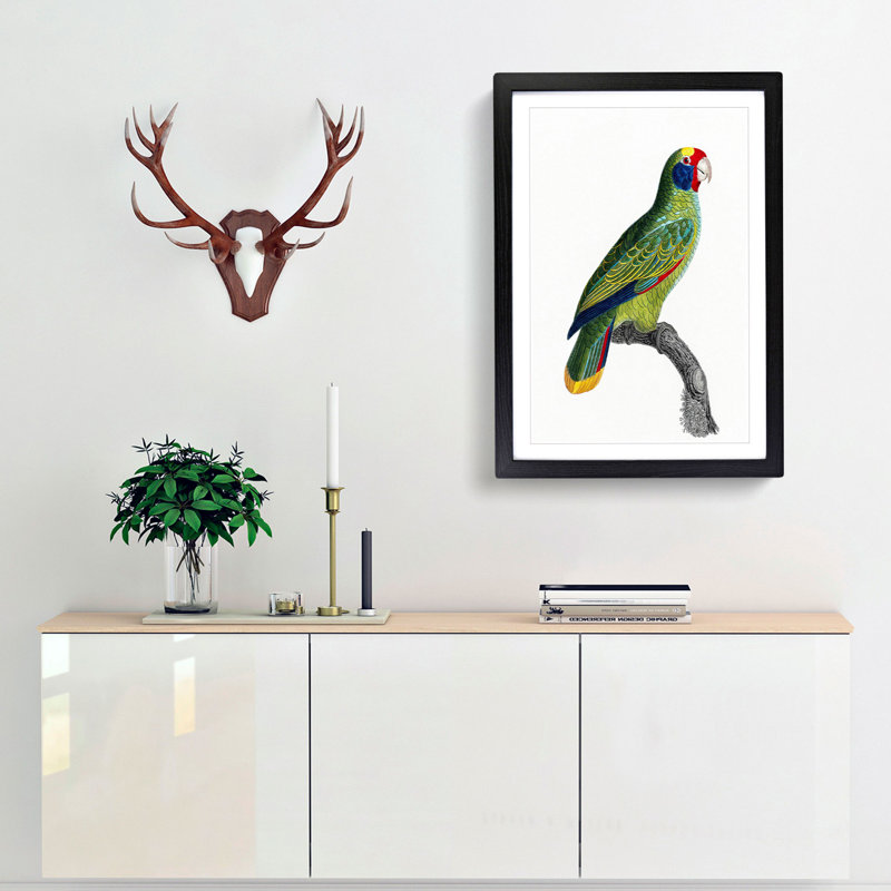 Red-and-Blue Amazon Parrot by F. Levaillant - Picture Frame Painting Print, Black Framed, 36cm H x 27cm W x 2cm D