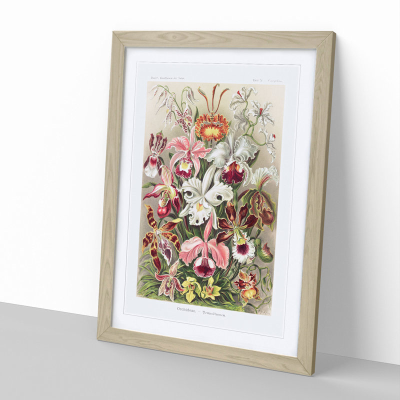 Orchids by Ernst Haeckel - Framed Print, Oak Framed, 65cm H x 48cm W x 2cm D