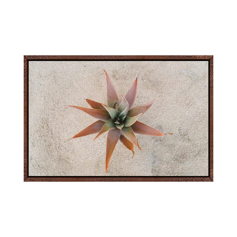 Mexico Succulent 1 Piece Wall Art on Canvas, 45.72cm H x 66.04cm W x 3.81cm D, Classic Brown Wood Framed