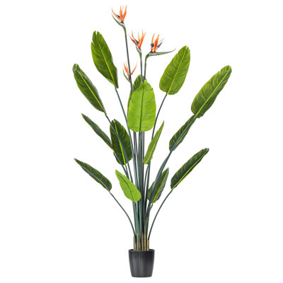 72" Bird of Paradise Tree in Pot