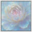 Pivoine bleue pastel-126031419-126031420