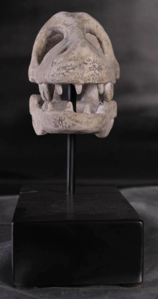 Raptor Dinosaur Skull Life Size Statue