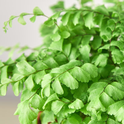 House Plant Shop Live Fern Plant Low Maintenance Plant Rattan
