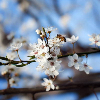Nicolasa Bee On Plum Flower - Wrapped Canvas Print