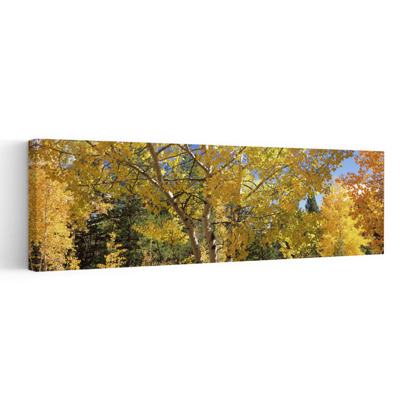 Aspen Trees in Autumn, Colorado, États-Unis, art contemporain de paysage forestier abstrait, H 48 po x l 16 po