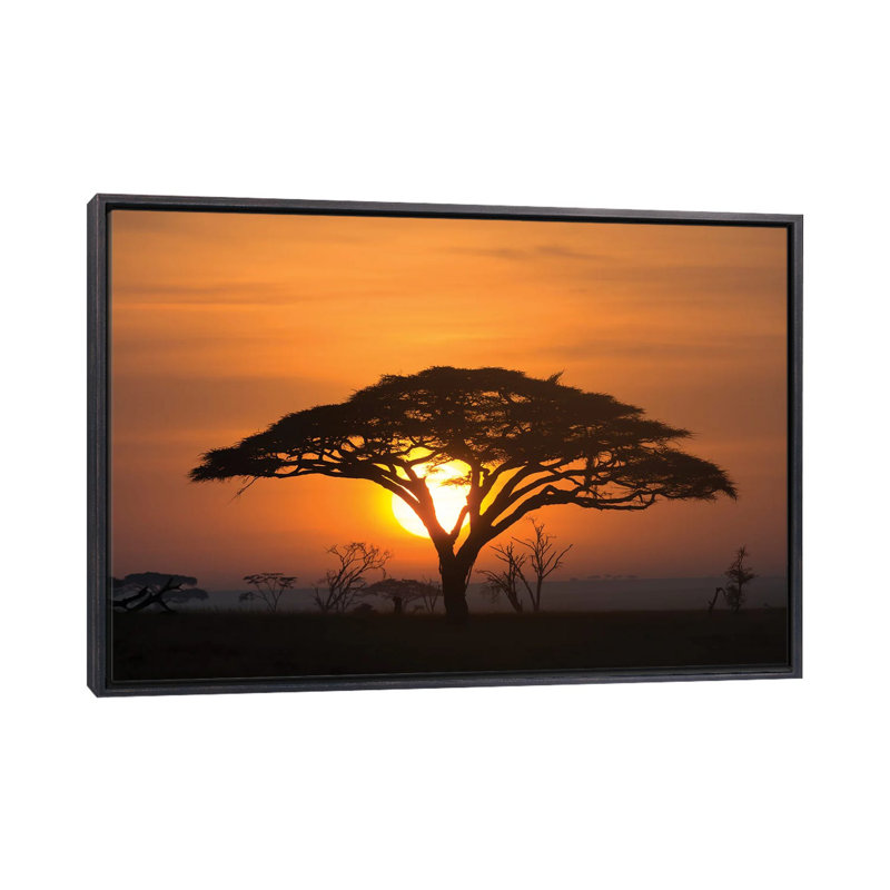 Acacia au lever du soleil. - Reproduction d'art mural encadrée, H 32 po x l 48 po, Reproduction encadrée sans passe-partout