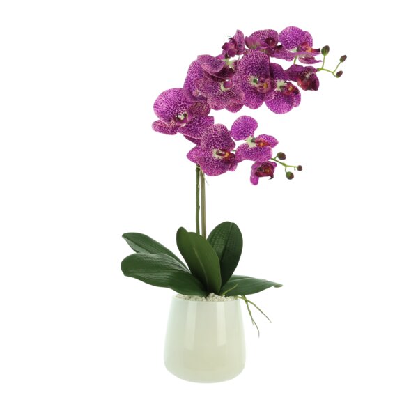 Creative Displays, Inc. Phalaenopsis Orchid Arrangement & Reviews 