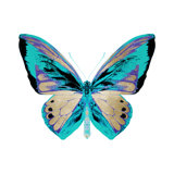 Radioactive Butterfly IV Print by Mari Urasawa
