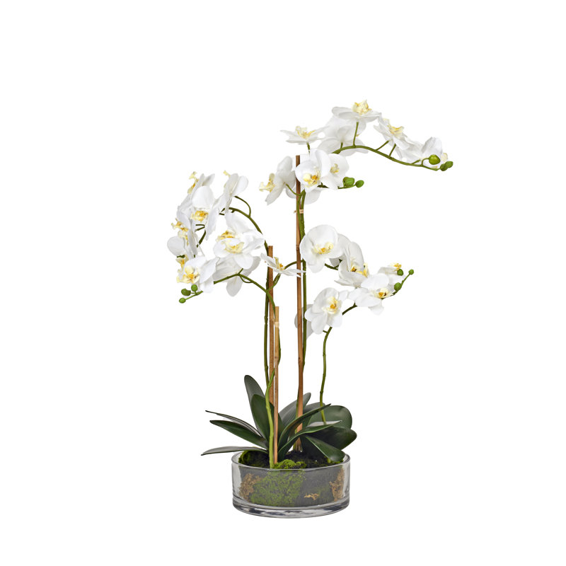 White Orchids in Low Glass Bowl