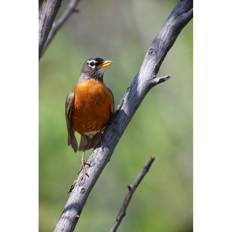 " American Robin " by Michaelstubblefield, 12" W x 18" H