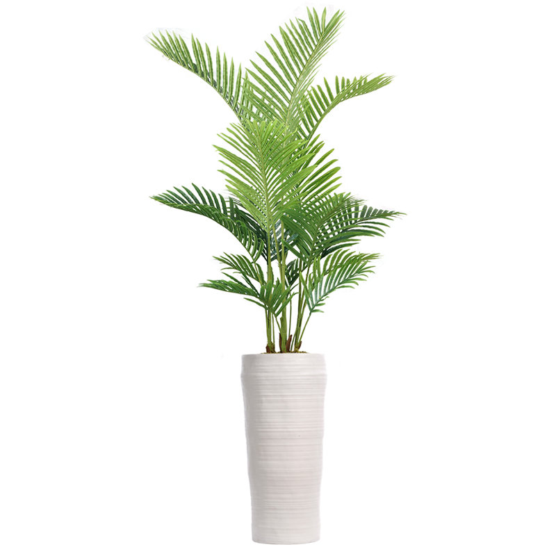 Palmier en pot Panama
