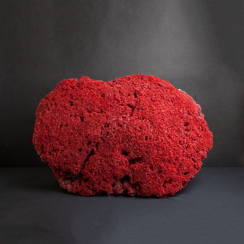 Genuine Large Red Pipe Organ Coral (26.5 Lbs)