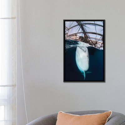 " Whale Shark Sucking At Fishing Nets For Scraps Of Fish " by Mathieu Meur