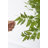 Fern Arrangement