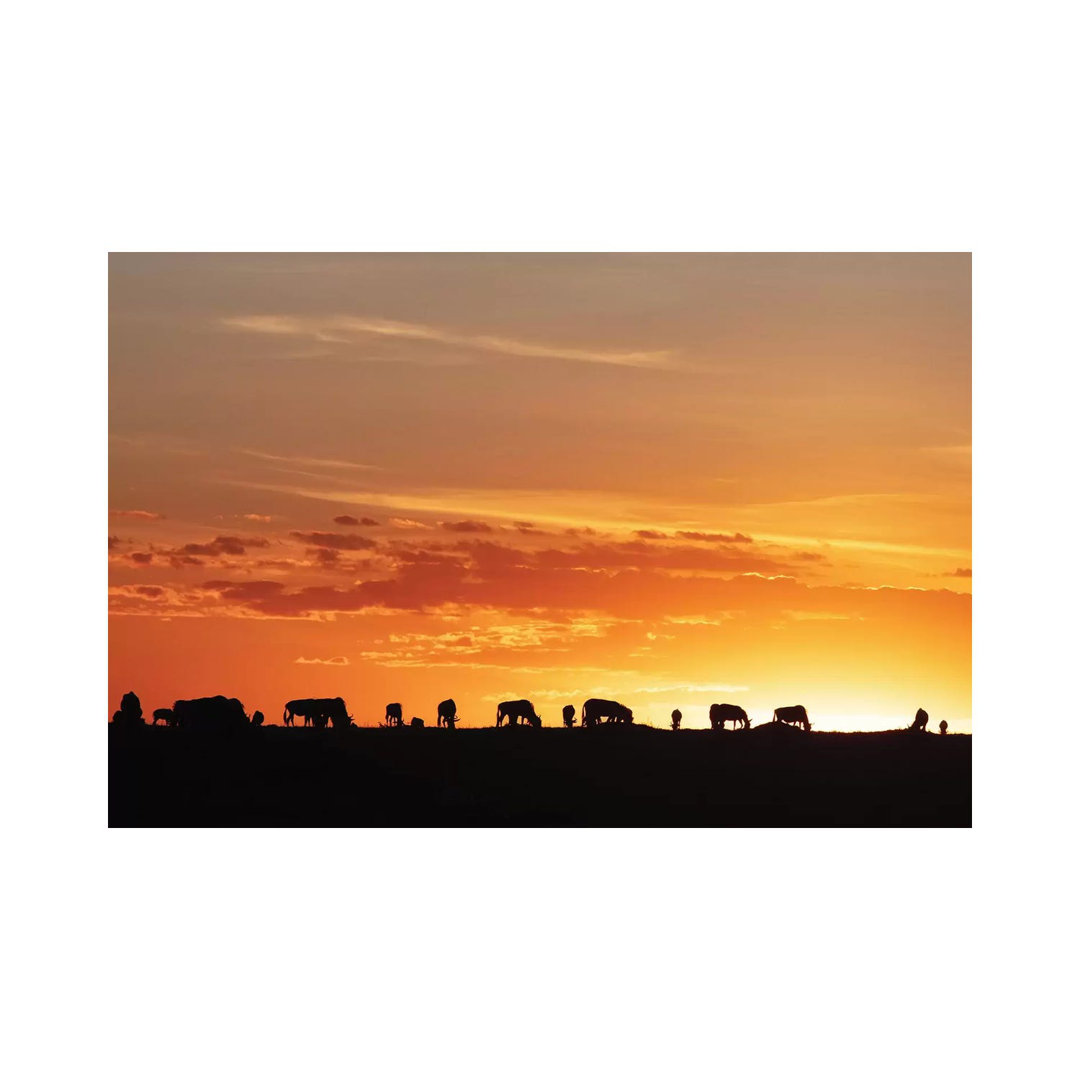 Sunset Silhouette Of Wildebeest In Africa von Susan Richey - Gallery-Wrapped Canvas Giclée on Canvas