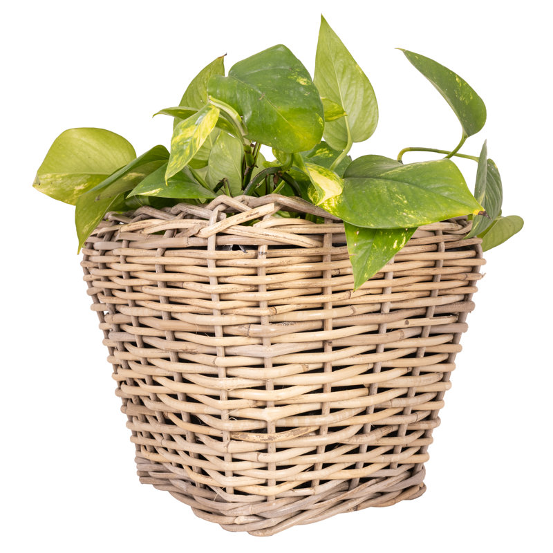Square Tapered Planter With Plastic Insert