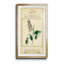 Linnaean Botany II - peinture encadrée-825604140-825604145