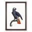 Orange-Tipped Grey Parrot by F. Levaillant - Framed Print-55577956-55577955