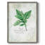 Fraîcheur de basilic, reproduction encadrée - bois massif-215438989