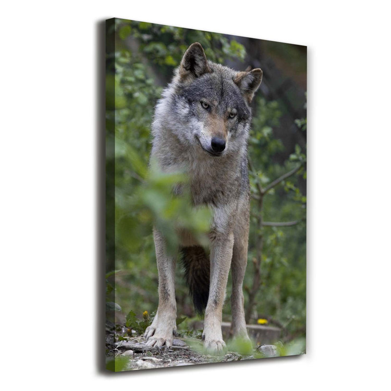 A Wolf In The Forest - Wrapped Canvas Print
