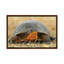 Tortue mouchetée par Brian Wolf - reproduction de photo-55207398-55207400-55207407