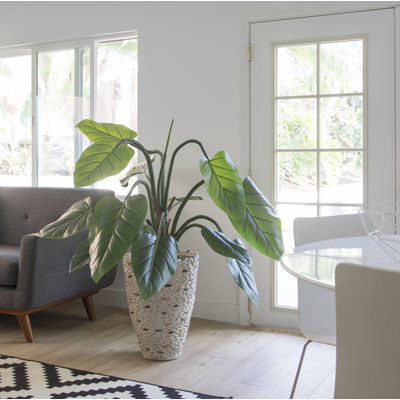Panama Philodendron plante en pot