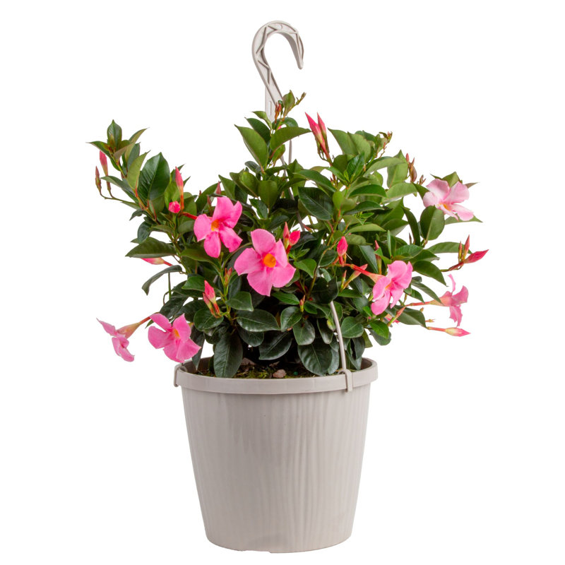 Rocktrumpet in Nursery Pot