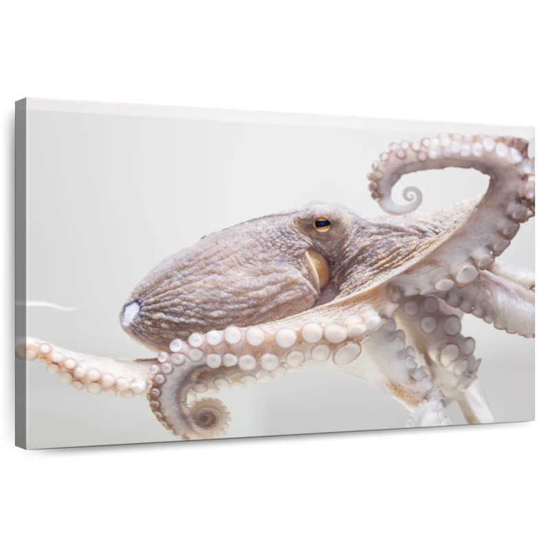 Brampt Aquarium Octopus, 26" H x 39" W