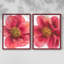 Pivoine arborescente I - impression encadrée de qualité supérieure - prête à être accrochée - aucun clou requis - aucun clou requis-1496379952-1496379966