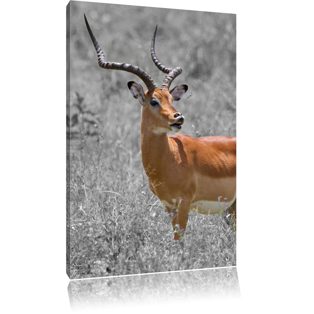 Leinwandbild Magnificent Dorcas Gazelle in Wild Grass Schwarz und Weiß