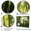 «Dynamic Light Bamboo Grove II» sur toile-708706582-708706583