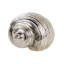 Rough Nickel Shell 22x16x12 Cm-736588883
