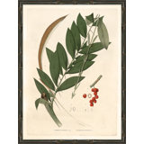 Palm Fronds Giclee Print by Soicher Marin Archives