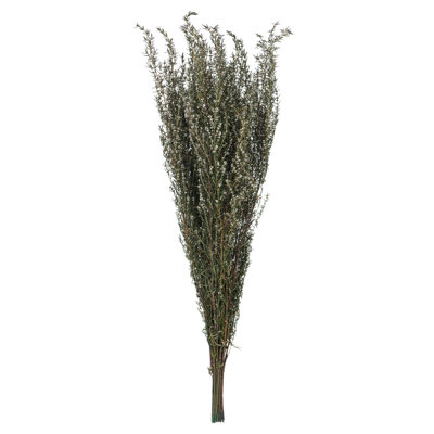 Plante à feuillage préservé 22 po