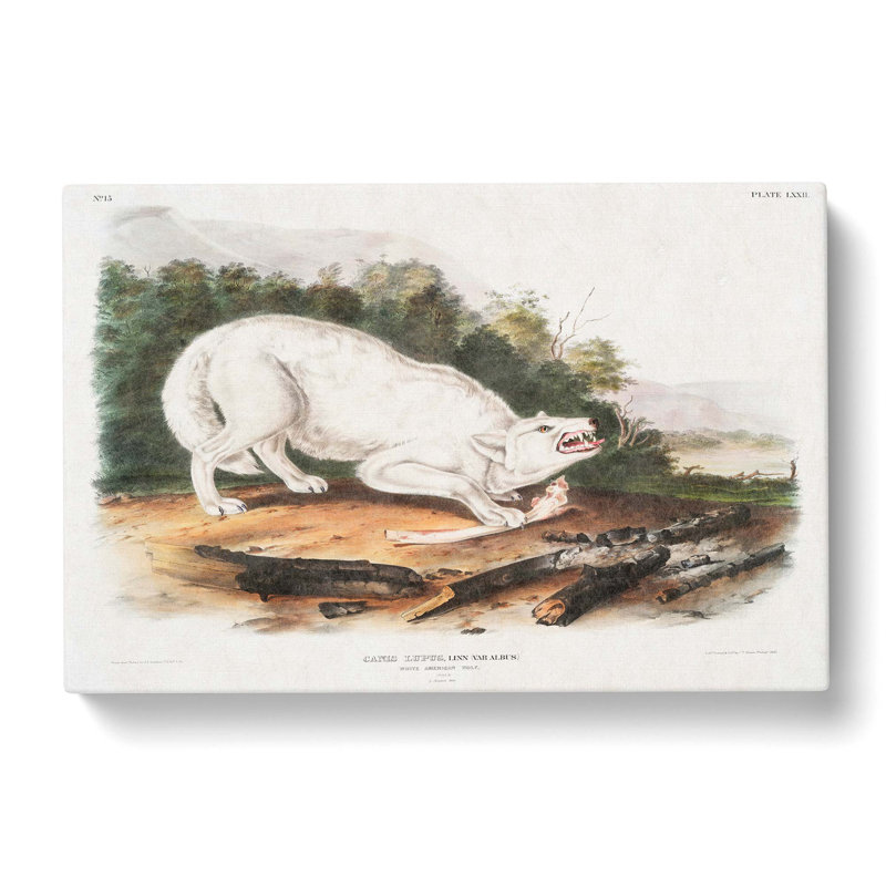 White American Wolf by J.W. Audubon - Wrapped Canvas, 40cm H x 60cm W x 3cm D