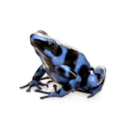 " Poison Dart Frog " by Globalp