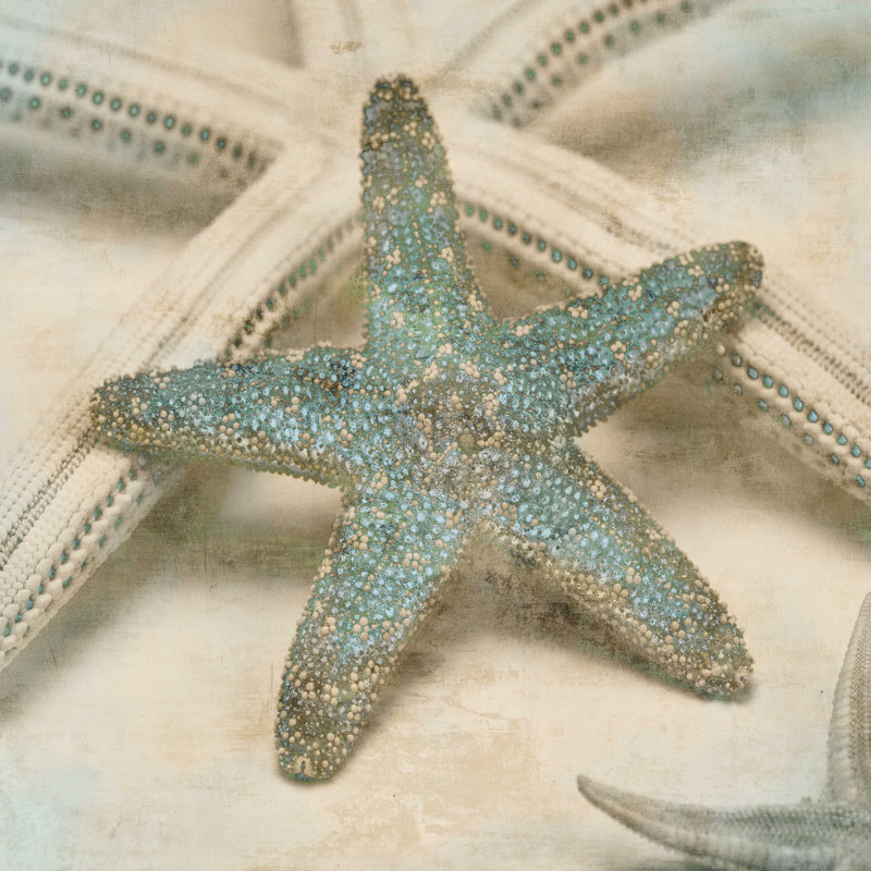 «Coastal Gems III» par John Seba - reproduction d'art sur toile tendue, H 20 po x l 20 po