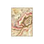 Shell Of Color I Print by L. Bodine-26671557-26671558