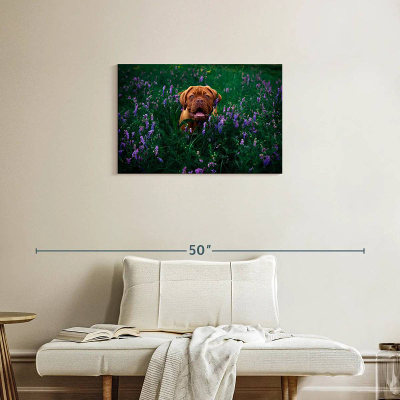 Dogue français Brampt, H 20 po x l 30 po