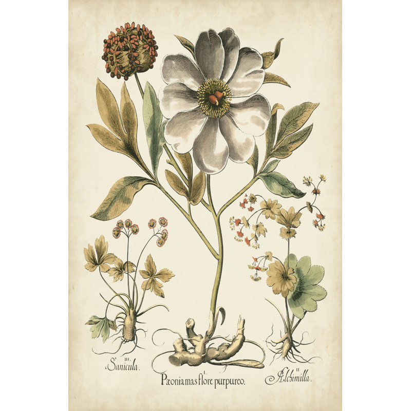 Ivory Peonies II by Basilius Besler - Wrapped Canvas Print, 46cm H x 30cm W x 3.8cm D
