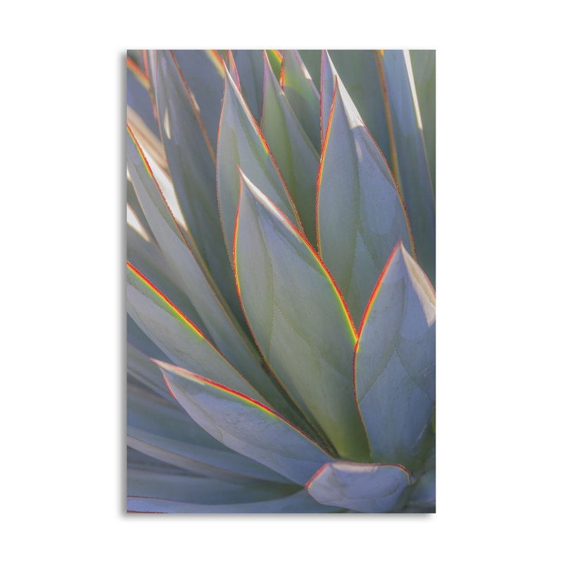 « california agave ii », reproduction de photo, H 36 po x l 24 po x P 0,01 po, Papier