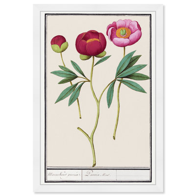 Red and Pink Peony Botanical Study Print