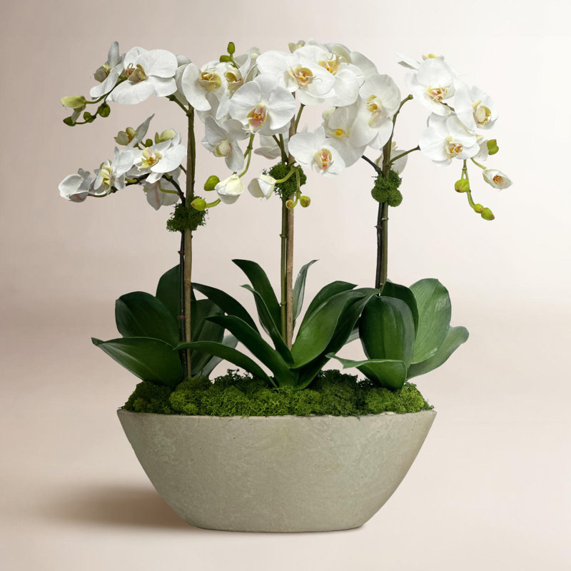 Orchidée dans un carré ovale carré