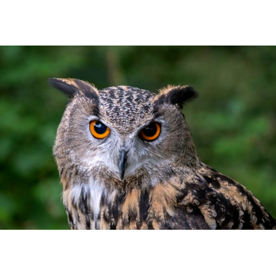 Close Up Of Eagle Owl - Wrapped Canvas Art Prints
