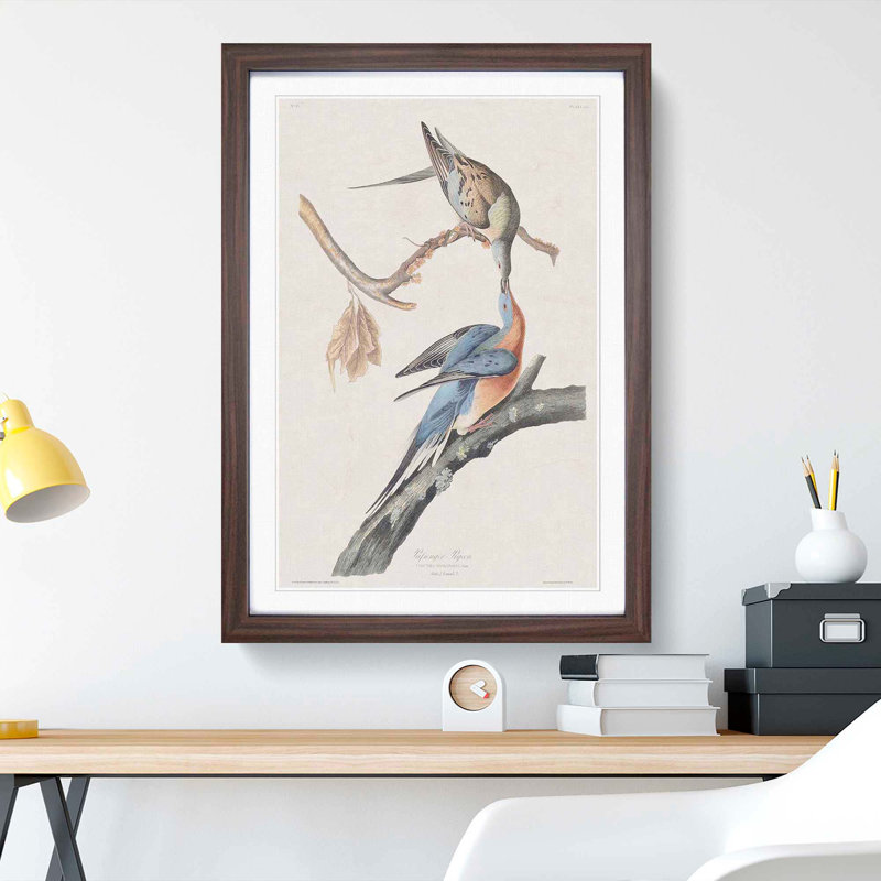 Passenger Pigeons by John Audubon - Framed Print, 36cm H x 27cm W x 2cm D, Walnut Framed
