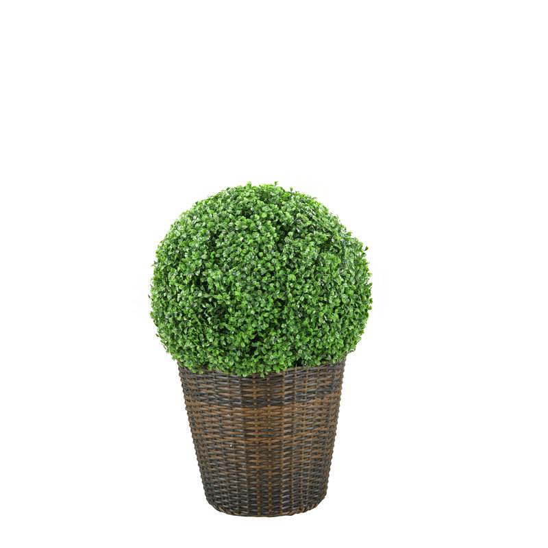 Boule de buis pour l'intérieur et l'extérieur dans un panier rond