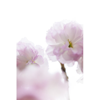 Cherry Blossom by XH4D - No Frame Art Prints on Canvas