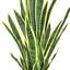 Plante de serpent artificielle Sansevieria en pot-2050088151