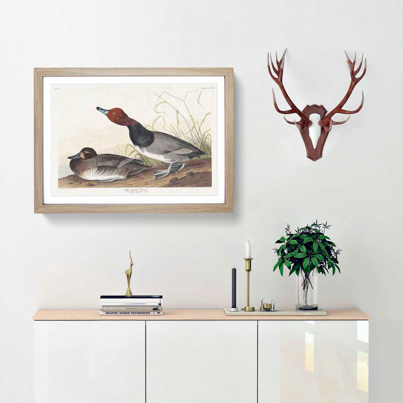 Red-Headed Duck by John James Audubon - Picture Frame Painting Print, 27cm H x 36cm W x 2cm D, Oak Framed